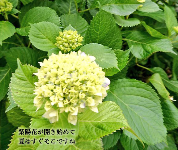 紫陽花が開き始めて
夏はすぐそこですね